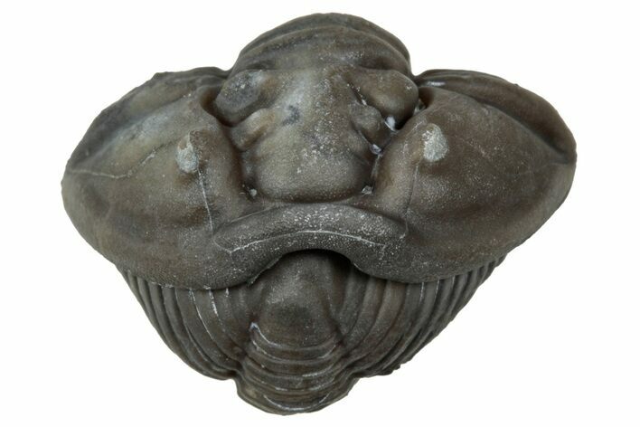 Wide Enrolled Flexicalymene Trilobite - Mt Orab, Ohio #347259